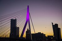 The Swan (Erasmus Bridge) in Rotterdam with sunset