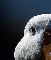 Durchdringend blaue Augen