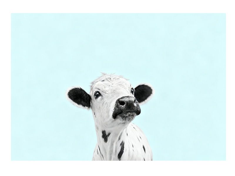 Holstein Baby Kuh von Neetesh Kumar