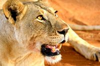 Lioness rests after her dinner