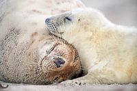 Gray Seal parent with pup on beach in Wadden Sea in winter