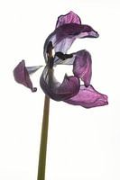 Tulipe séchée avec rétro-éclairage