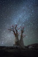 Arbre à bouteille magique
