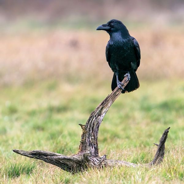 Rabe auf der Hut von Bob de Bruin