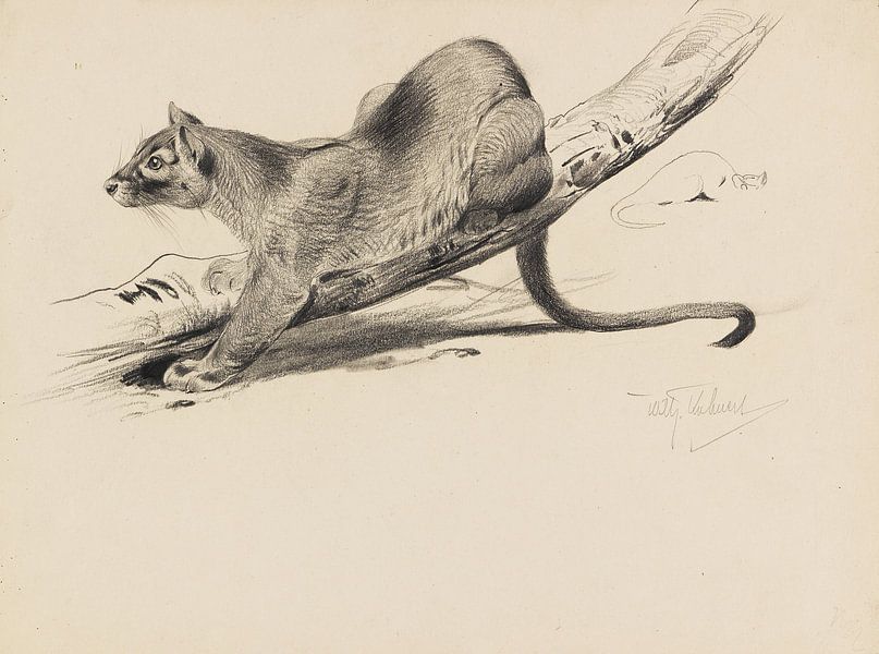 Fossa (Fretkat), WILHELM KUHNERT, 1910 by Atelier Liesjes