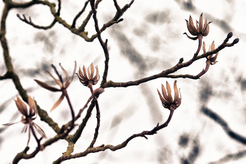 Bereit für den Frühling! von Nico van Haastrecht