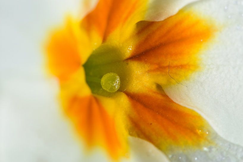 Gelbes Herz einer weißen Blume von Gerard de Zwaan