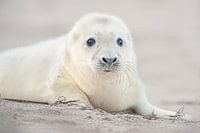 Grey Seal pup on the beach in the Wadden Sea in winter