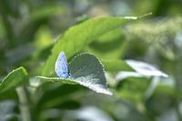 Dwarf blue on a leaf