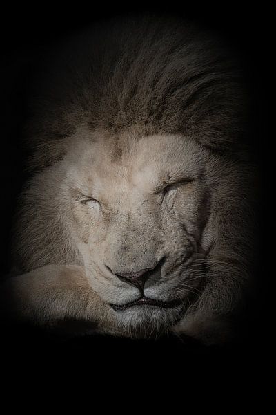 Into the dark series Ssst Der König der Löwen schläft von Foto Studio Labie