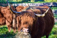 Schottischer Highlander