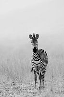 Zebra in Schwarz & Weiß