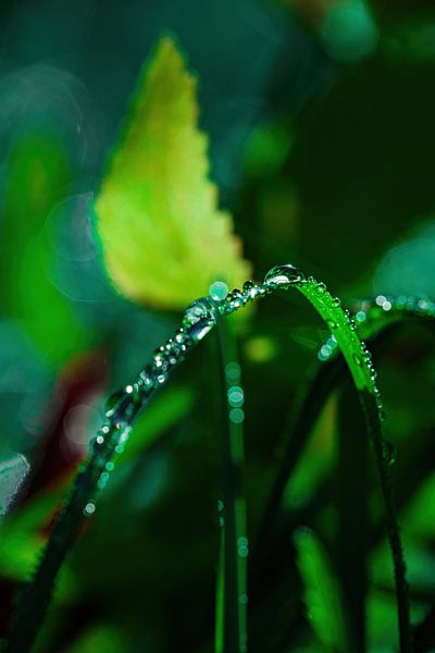 Wassertropfen von Pixel4ormer