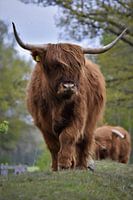 Scottish Highlander