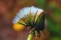 La nature sort de sa coquille