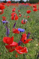 Meadow with corn poppy