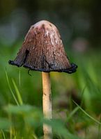 Pilz, Schimmelpilz