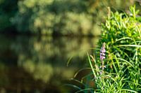 Eine lila Blume im Schilfgürtel