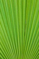 Green palm leaf close-up