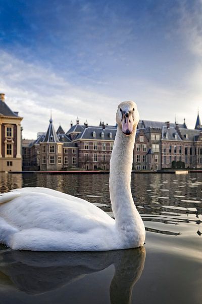 weißer Schwan auf dem Hofvijver in Den Haag von gaps photography