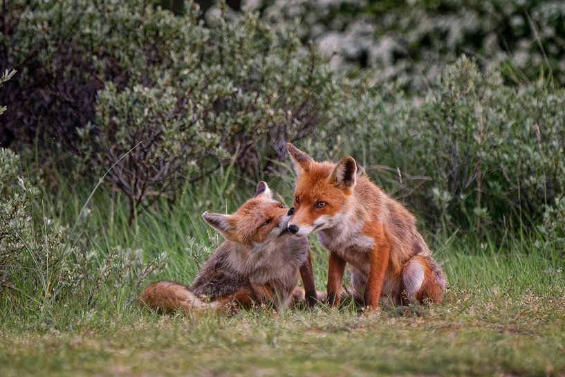 Affection par KCleBlanc Photography
