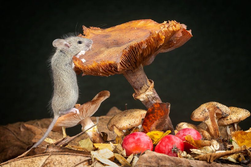 Herbst von Arno van Zon photography