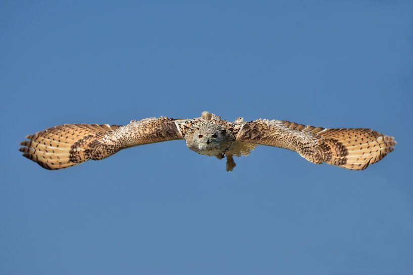 Vliegende uil. by Frank de Ridder