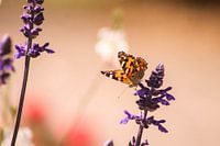 Beautiful butterfly in the park