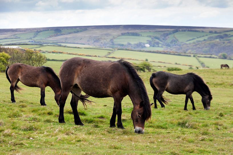 wilde Exmoor Ponys von Jürgen Wiesler