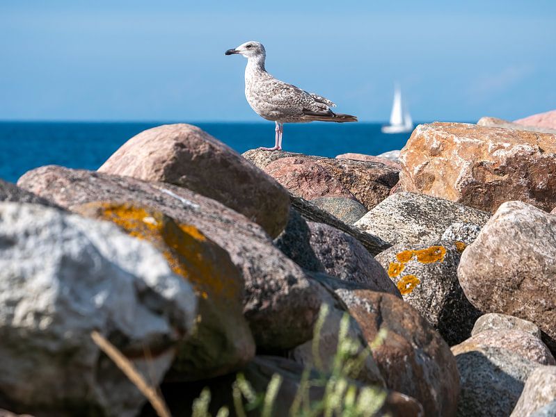 côtière par Elvira Werkman