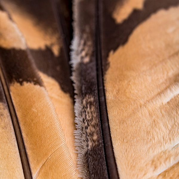 Eulenfedern von Jan van den Broek 2BHAPPY4EVER