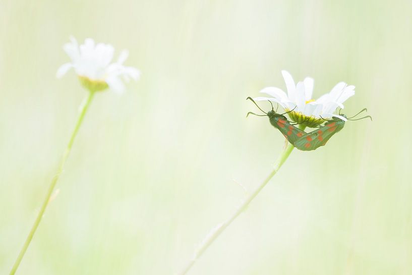 Le papillon de Saint John par Danny Slijfer Natuurfotografie
