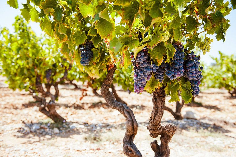 Vine in France by Nick van Dijk