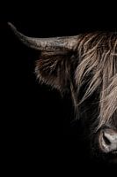 Portrait d'un highlander écossais sur fond sombre