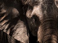 Elefanten aus der Nähe