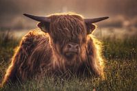 The cow with the golden hair