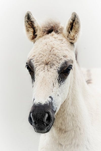 konik horse by Nic Opdam Fotografie