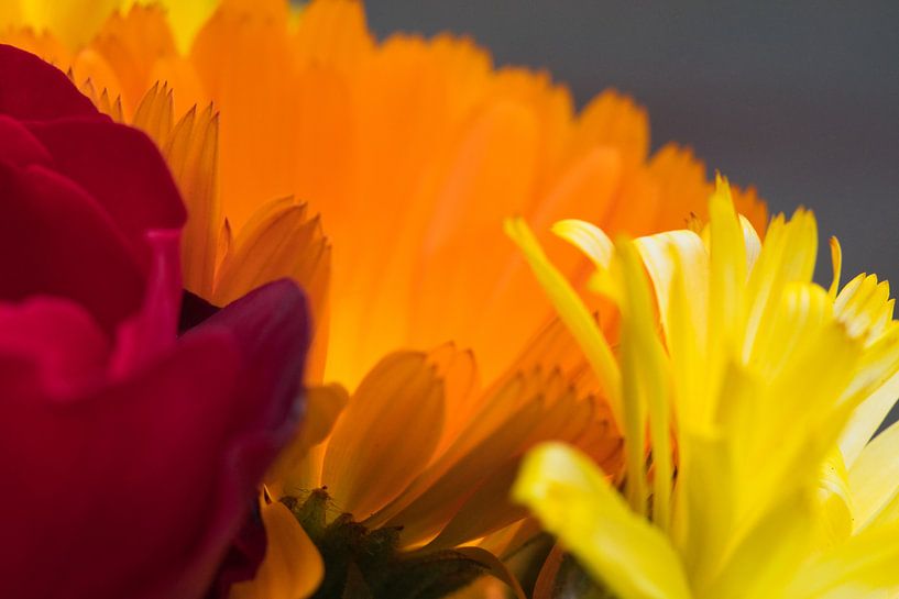Rot-Orange-Gelb von Jolanda de Jong-Jansen