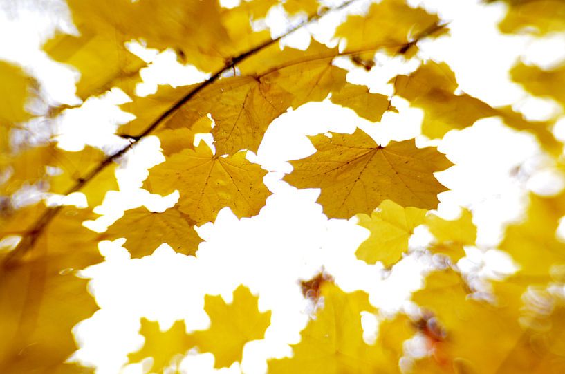 Herfstblaadjes in de wind von Marian Steenbergen