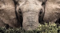Up, close and personal with a wild elephant