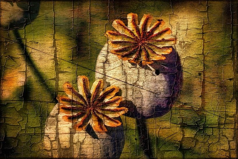 Mohn Craquelee von Eduard Lamping