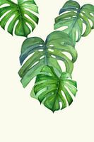 Monstera leaf
