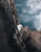 Chilling out by the Atlantic Ocean