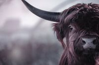 Schottischer Highlander