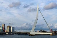 Der Schwan auf der anderen Seite der Maas.