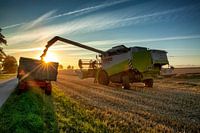 Oogst in de Graanrepubliek Groningen