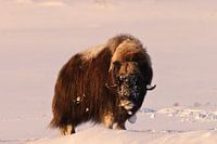musk ox dans la première lumière du matin en hiver dans le parc national de Dovrefjell-Sunndalsfjell
