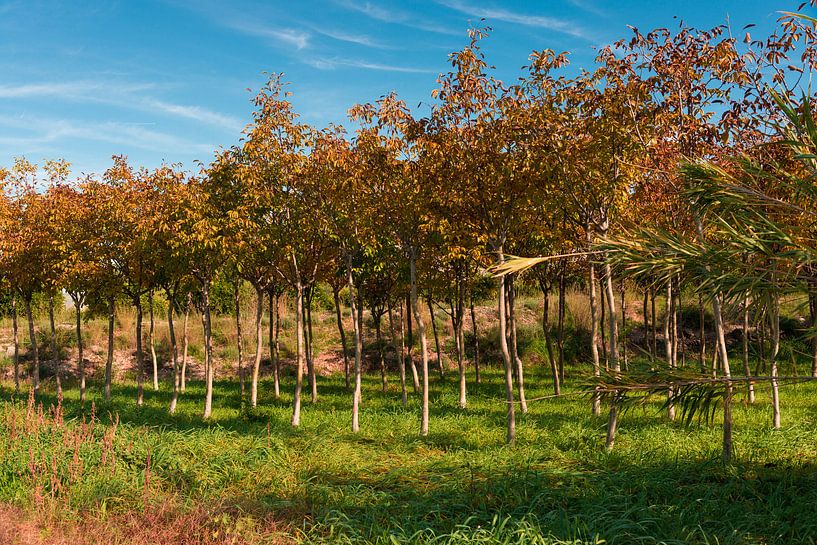 Bomenrij in Spanje von Peter Schütte