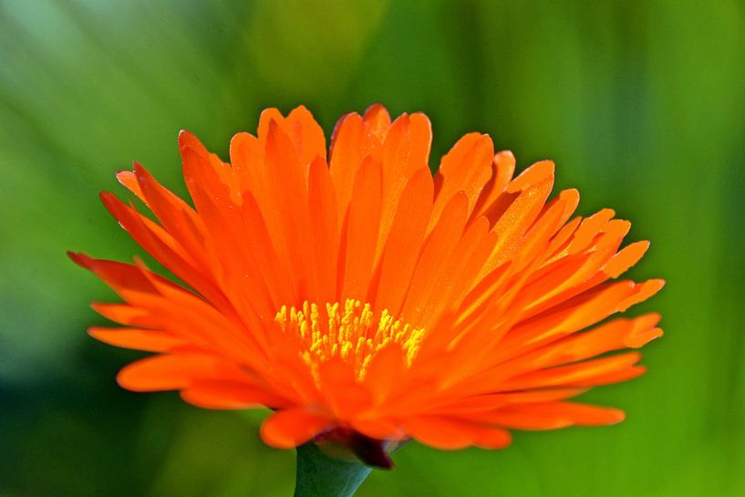 one orange ice flower blossom by Werner Lehmann