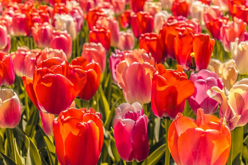 Veld vol gekleurde tulpen par Stedom Fotografie